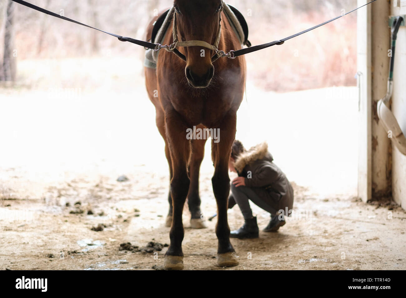 Jeune fille à cheval dans stable Banque D'Images