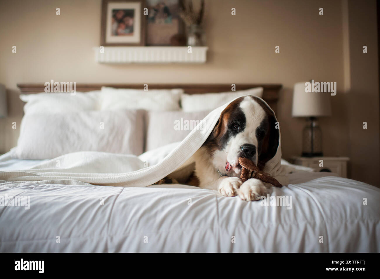 Grand Saint Bernard chien jette sous couverture pour le lit à la maison de jouets à mâcher Banque D'Images