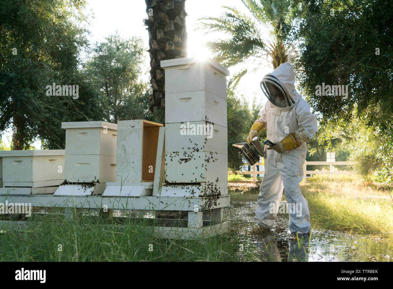 À l'aide de l'apiculteur fumeur abeille ruche sur tout en travaillant Banque D'Images