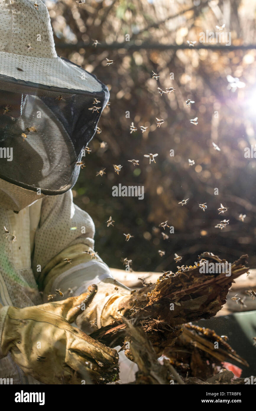 Les abeilles volant autour d'apiculteur holding plant écorce Banque D'Images