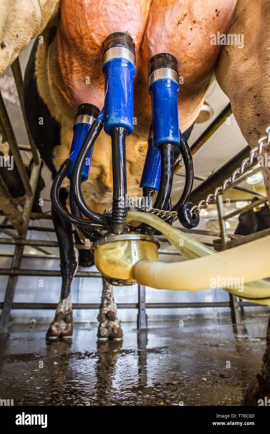 Low angle view of traite machine attaché à la mamelle de vache dans la ferme laitière Banque D'Images