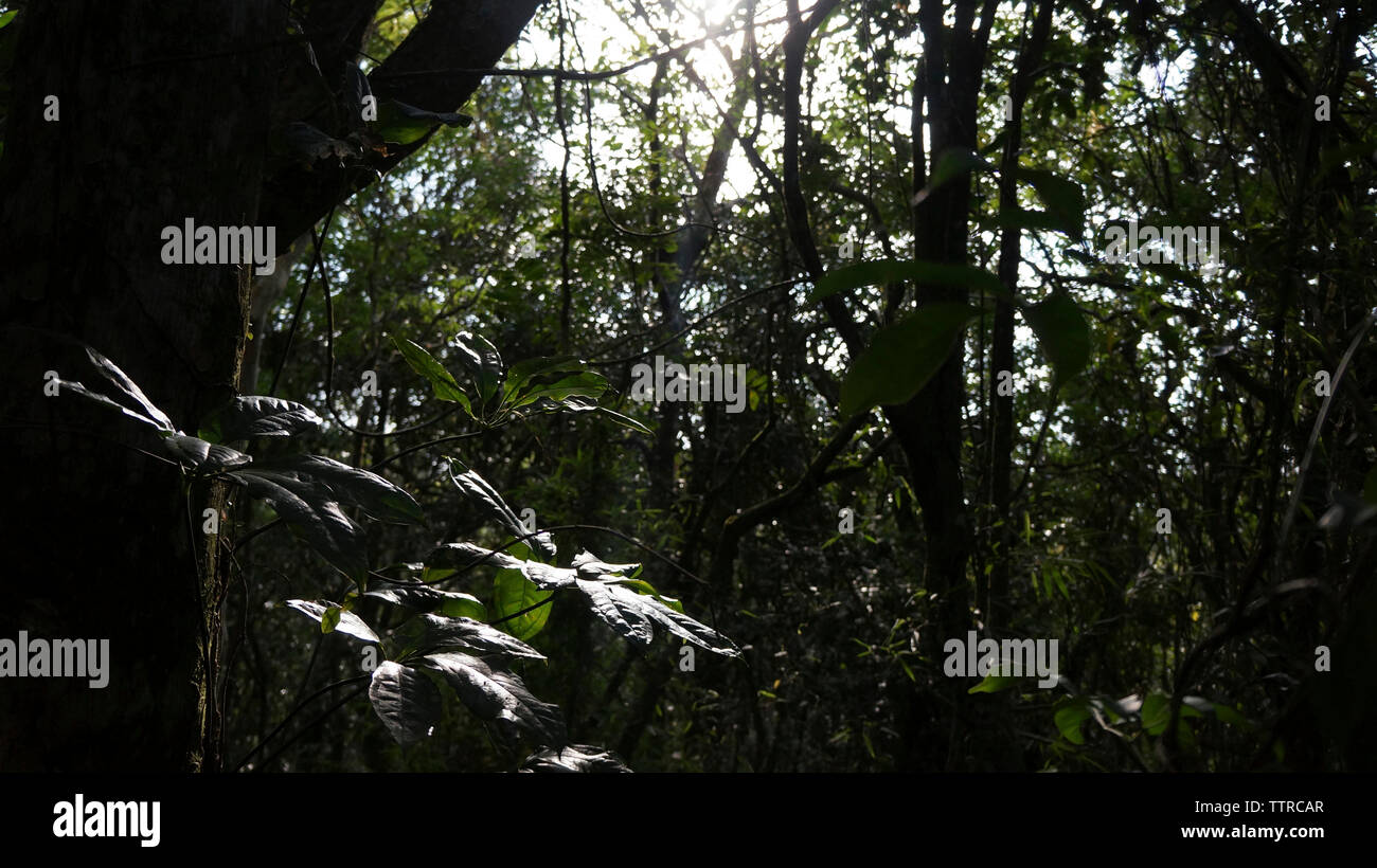 Les arbres et les plantes qui poussent dans la forêt Banque D'Images