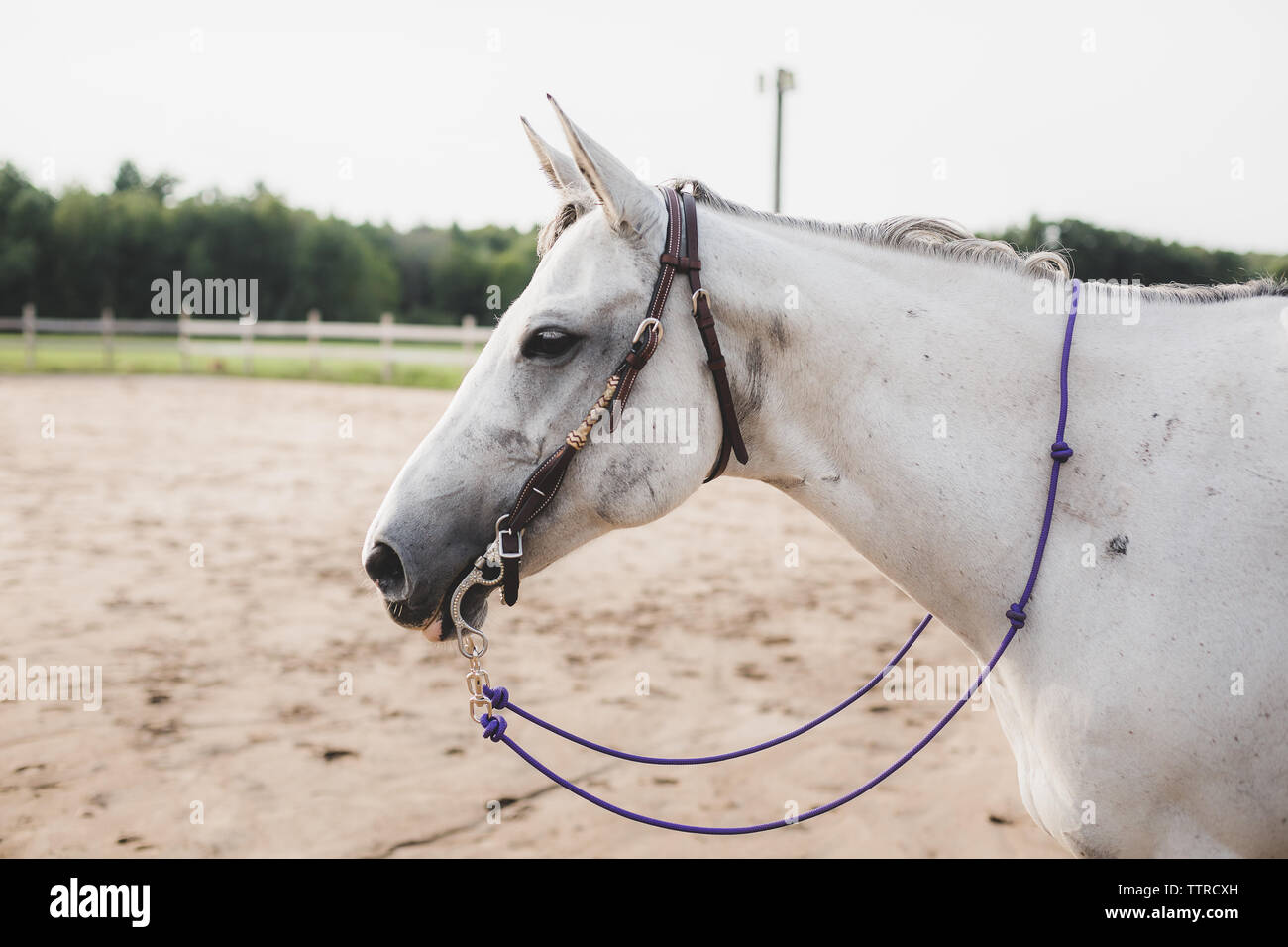 White Horse standing in arena en attente de rider Banque D'Images