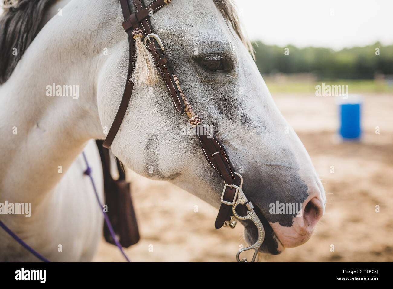 Portrait of white horse avec têtière et peu Banque D'Images