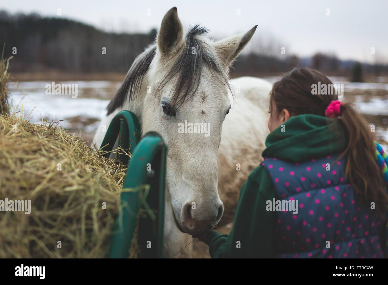 Les filles l'odeur du cheval blanc près de la main d'alimentation cheval Banque D'Images