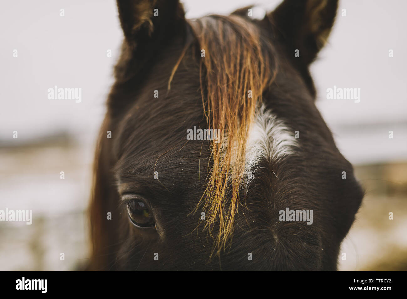 Close up of brown quarter horse Banque D'Images