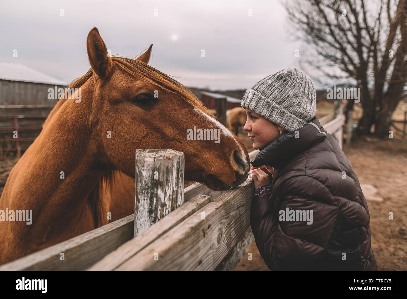 Girl brown horse faire faces kissy Banque D'Images