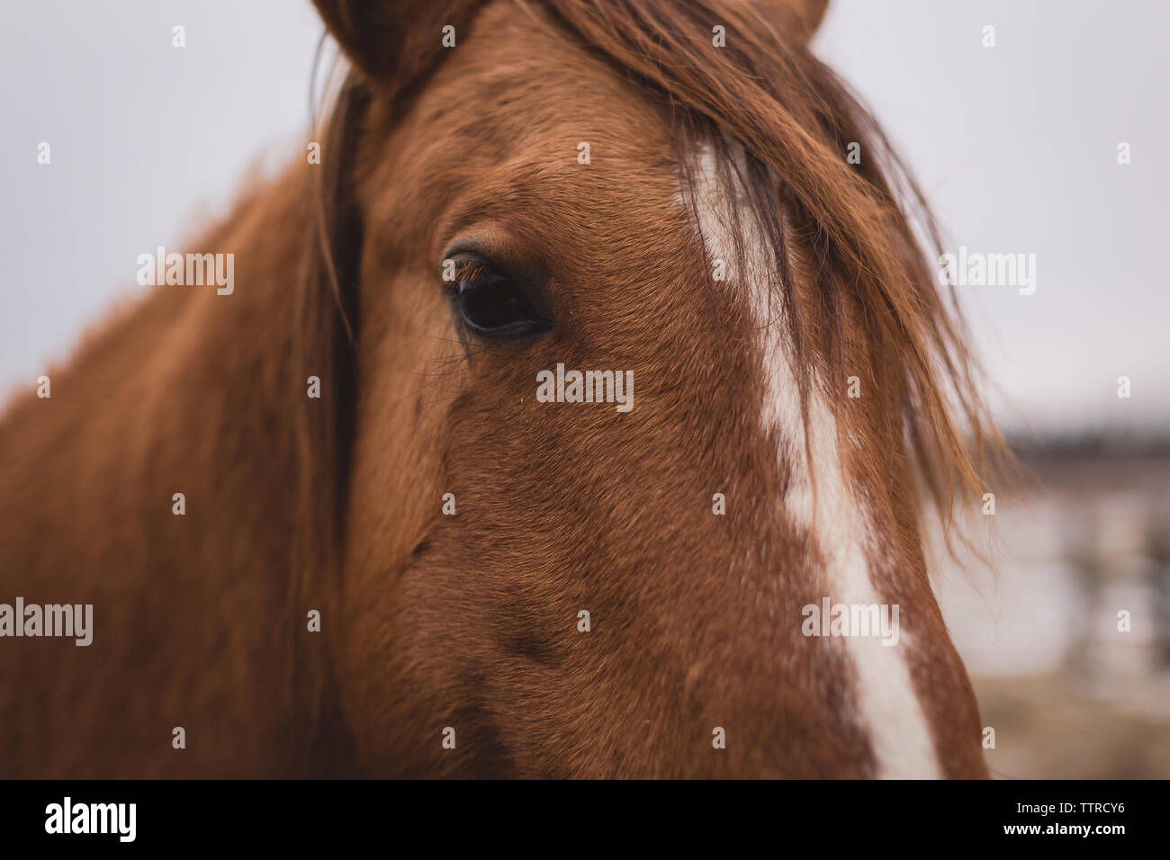 Close up of red quarter horse eye Banque D'Images