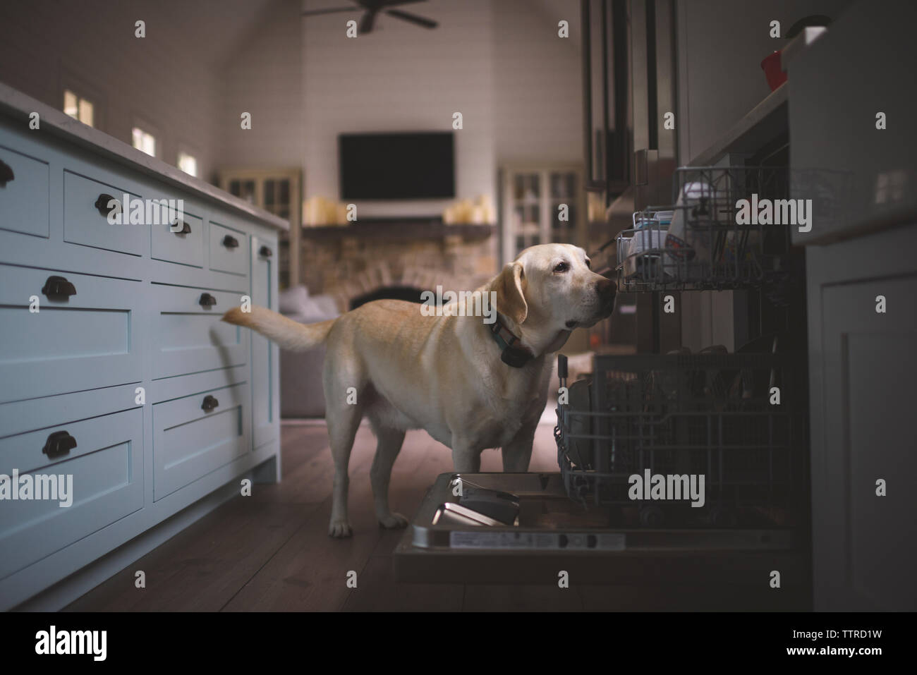 Labrador Retriever debout près d'un lave-vaisselle sur le plancher de cuisine Banque D'Images