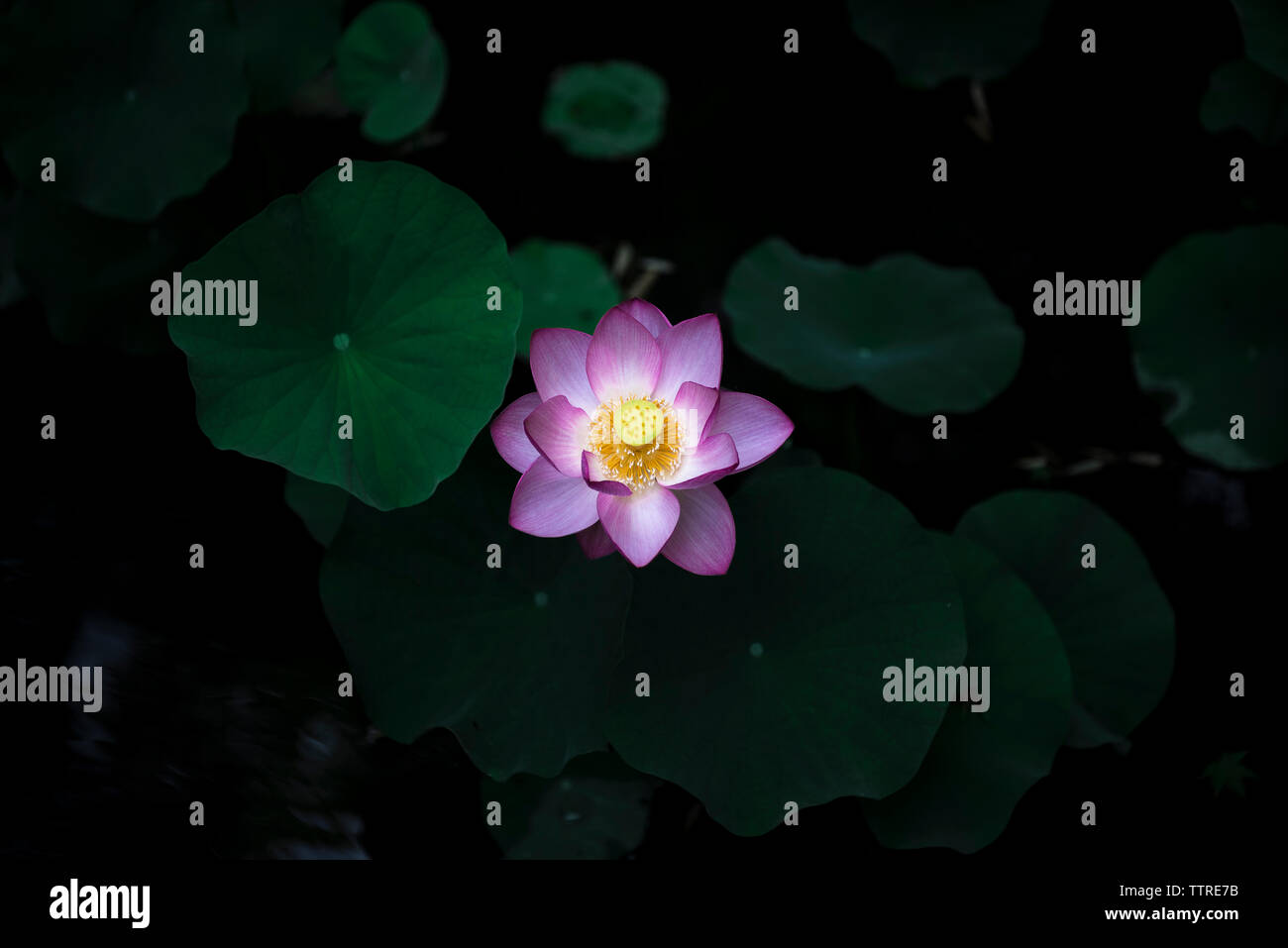 Vue de dessus de lotus nénuphar poussant dans étang Banque D'Images