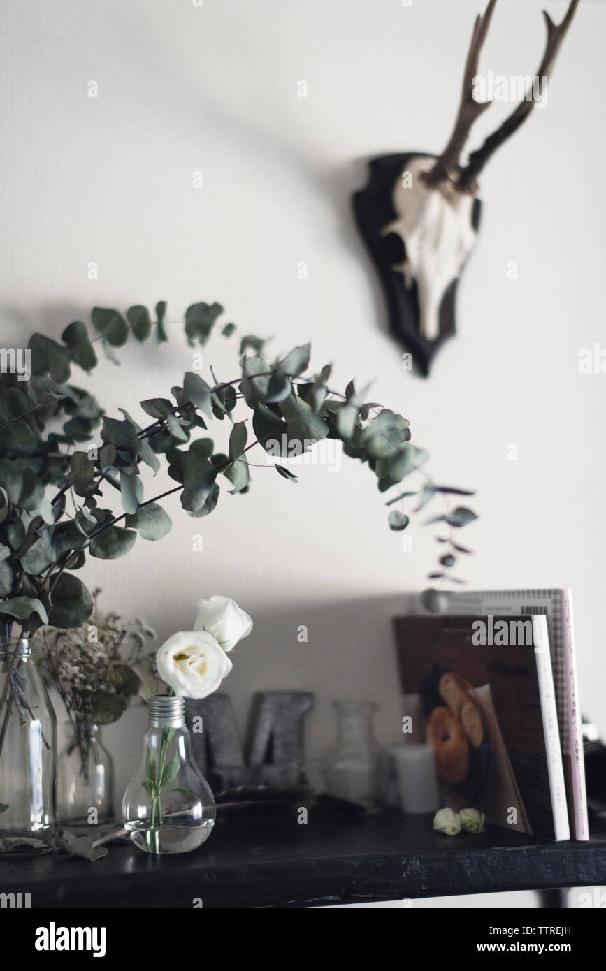 Plantes d'intérieur par livres sur table contre mur avec deer trophy Banque D'Images