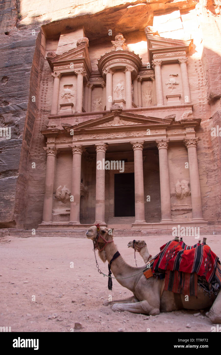 Les chameaux se reposant par Khaznet à Petra Banque D'Images