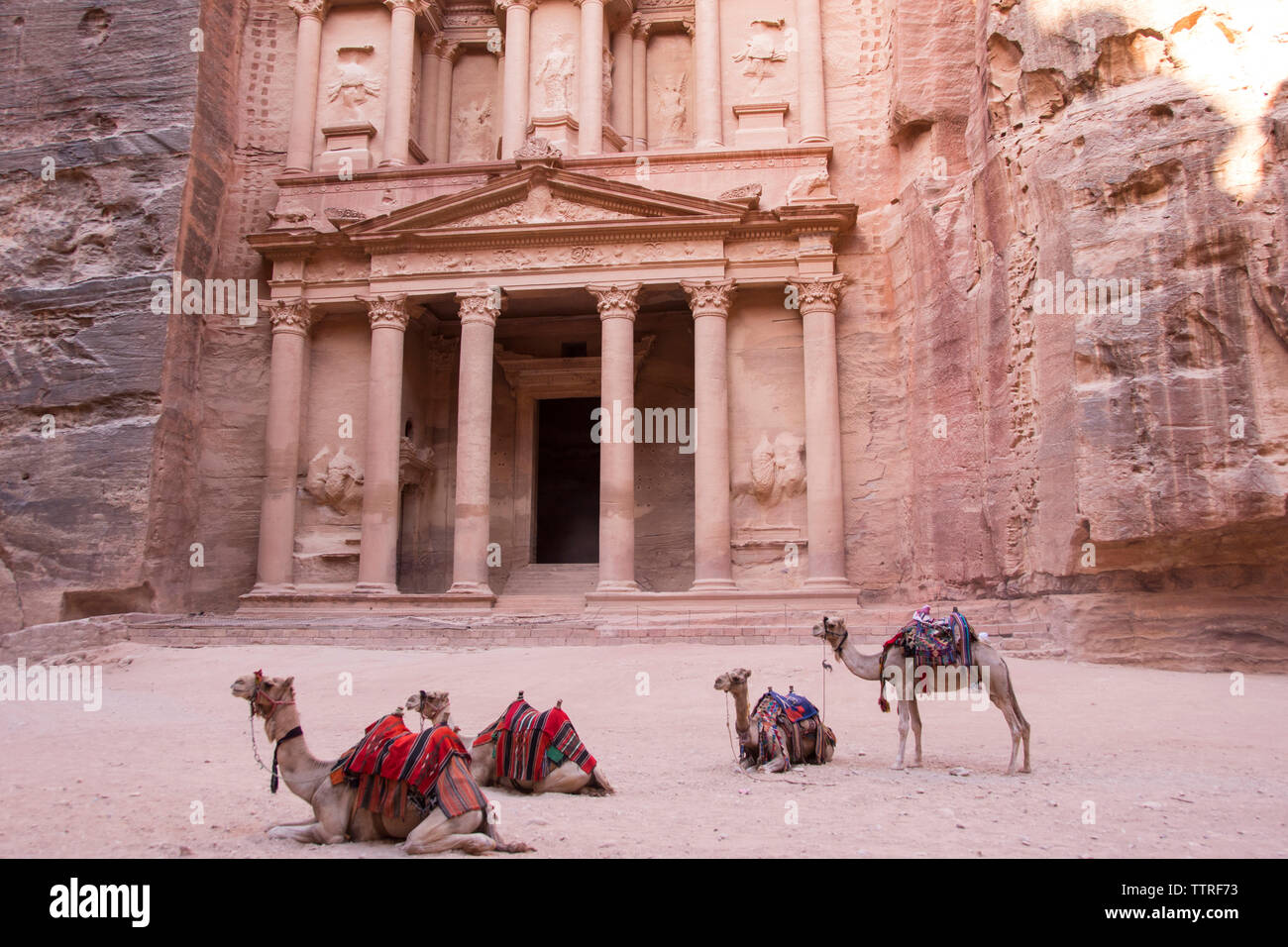 Les chameaux se reposant à Petra Banque D'Images