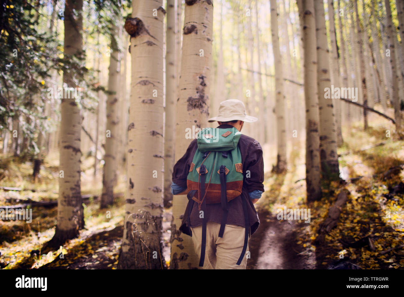 Vue arrière du male hiker walking au milieu d'arbres en forêt Banque D'Images