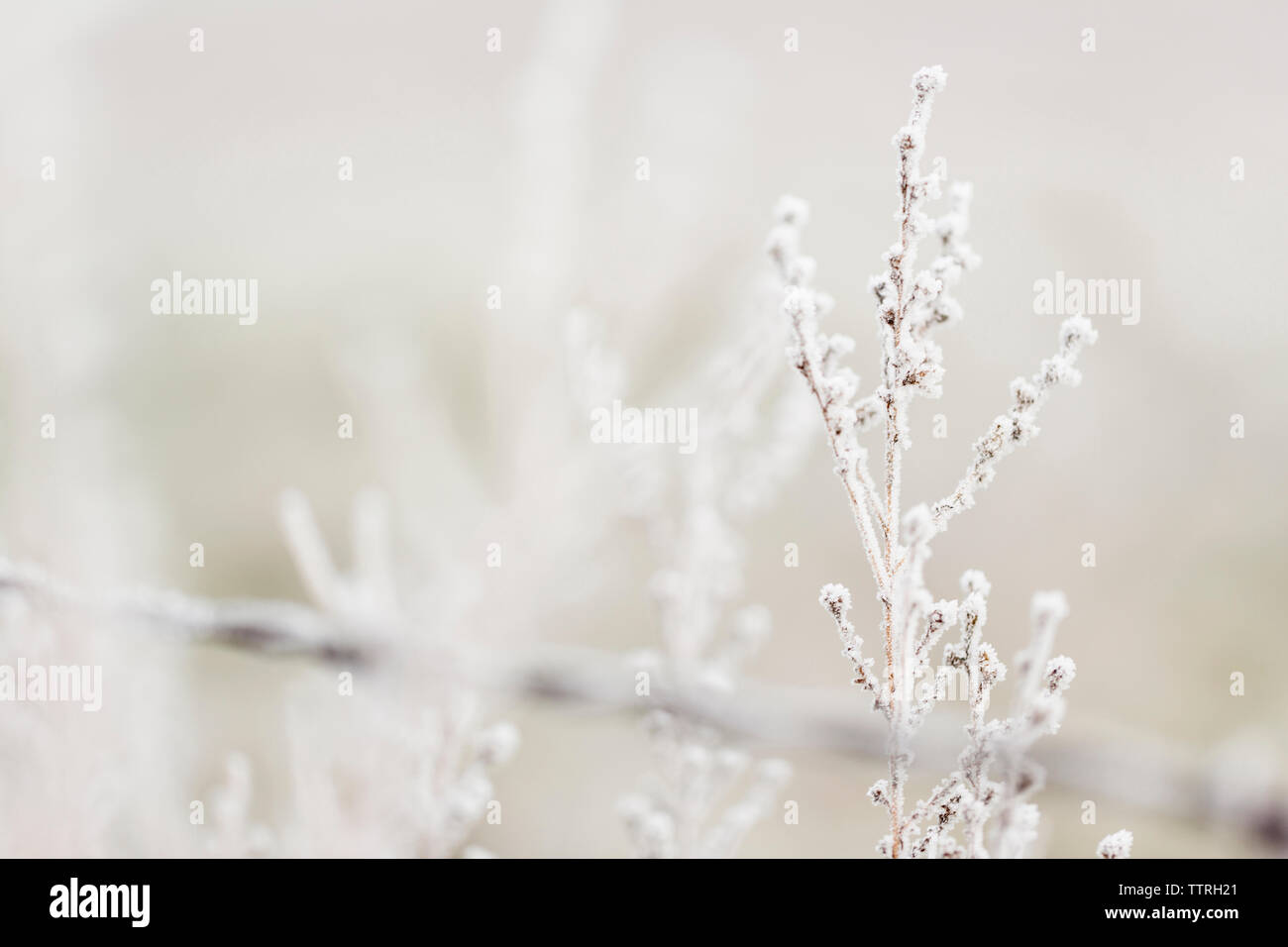 Close-up of frozen plant Banque D'Images