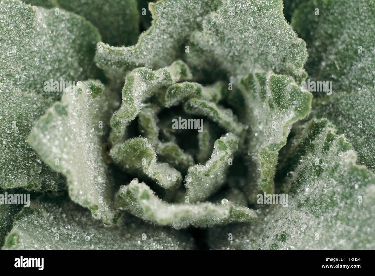 Close-up de feuilles congelées Banque D'Images
