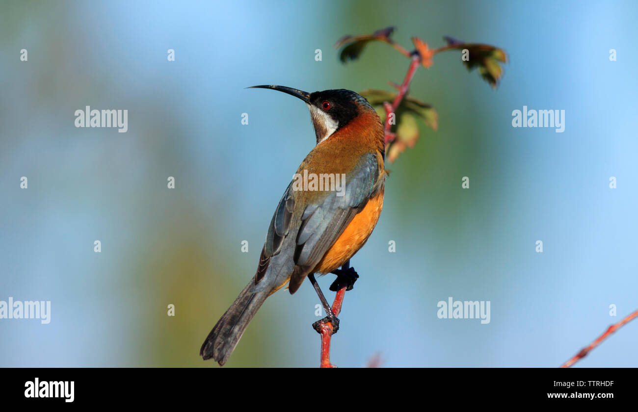 Spinebill orientale Acanthorhynchus tenuirostris, méliphages, perché sur une branche d'arbre avec l'exemplaire de l'espace. Repéré près de Launceston, dans le Nord de la Tasmanie. Banque D'Images