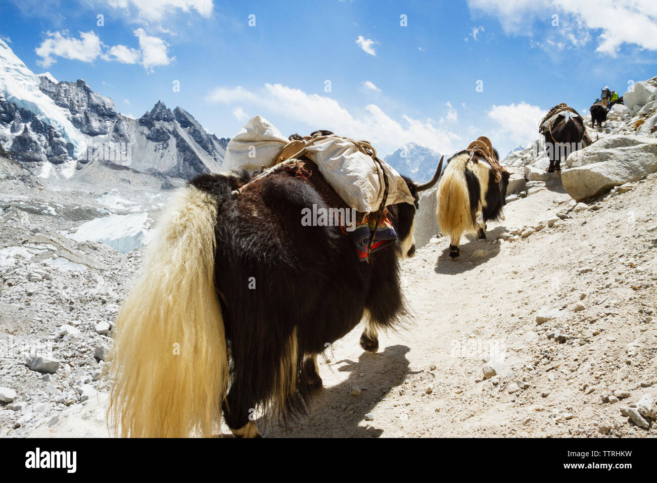 Les yacks marche sur sentier à Mt. Everest against sky Banque D'Images