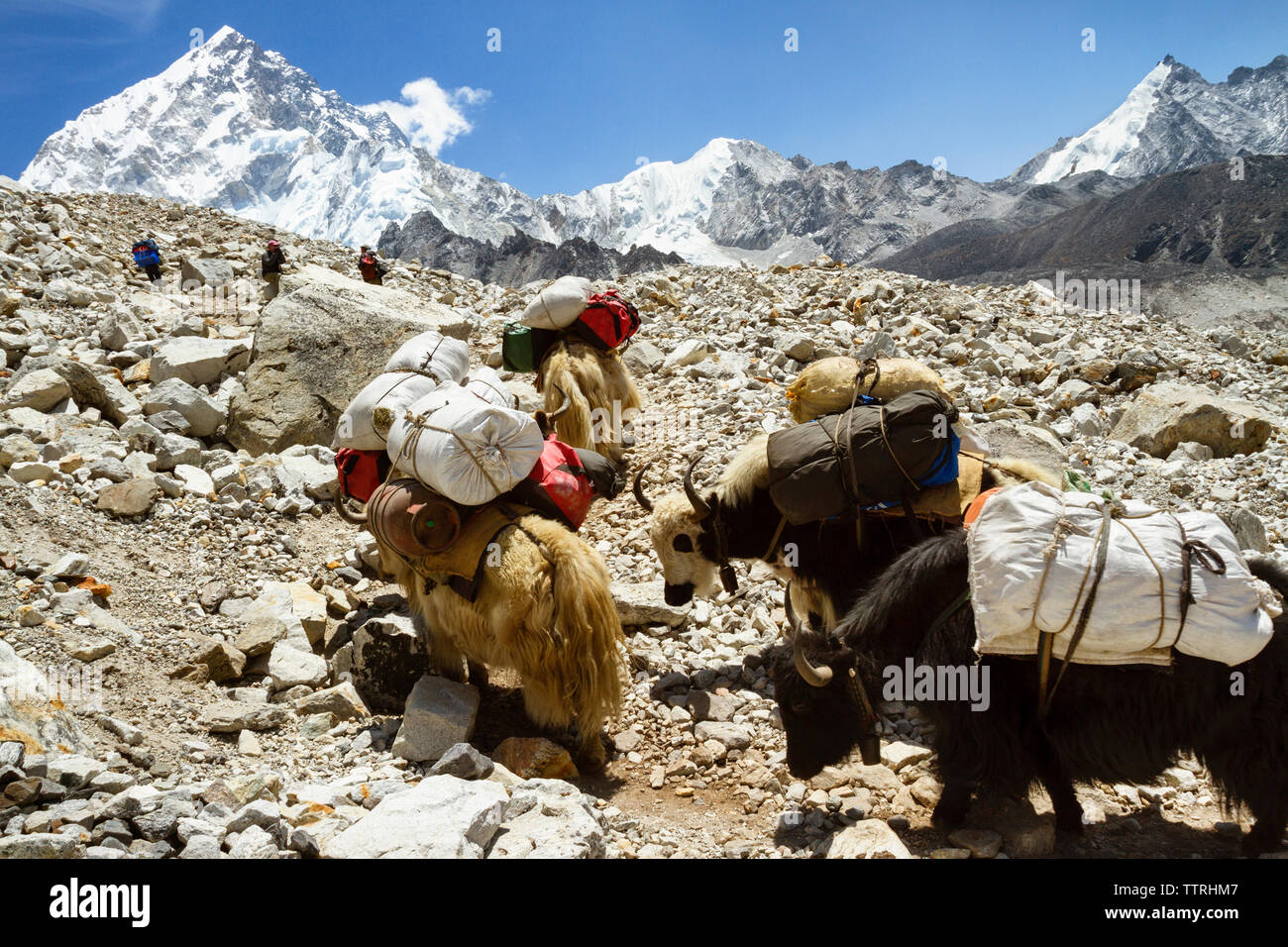 Les yacks sur Mt. Everest against sky Banque D'Images