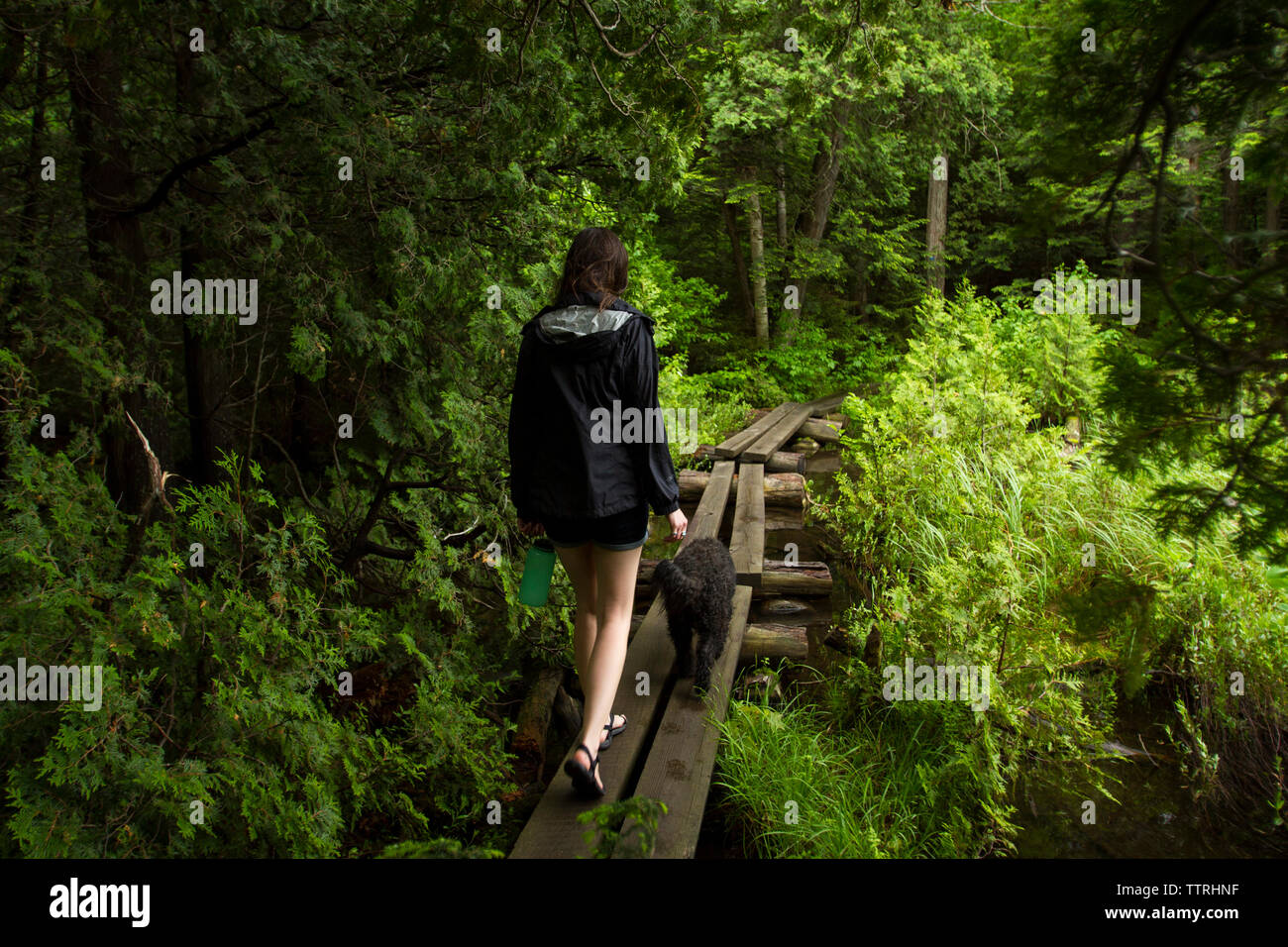 Rear view of woman with dog walking on boardwalk in forest Banque D'Images