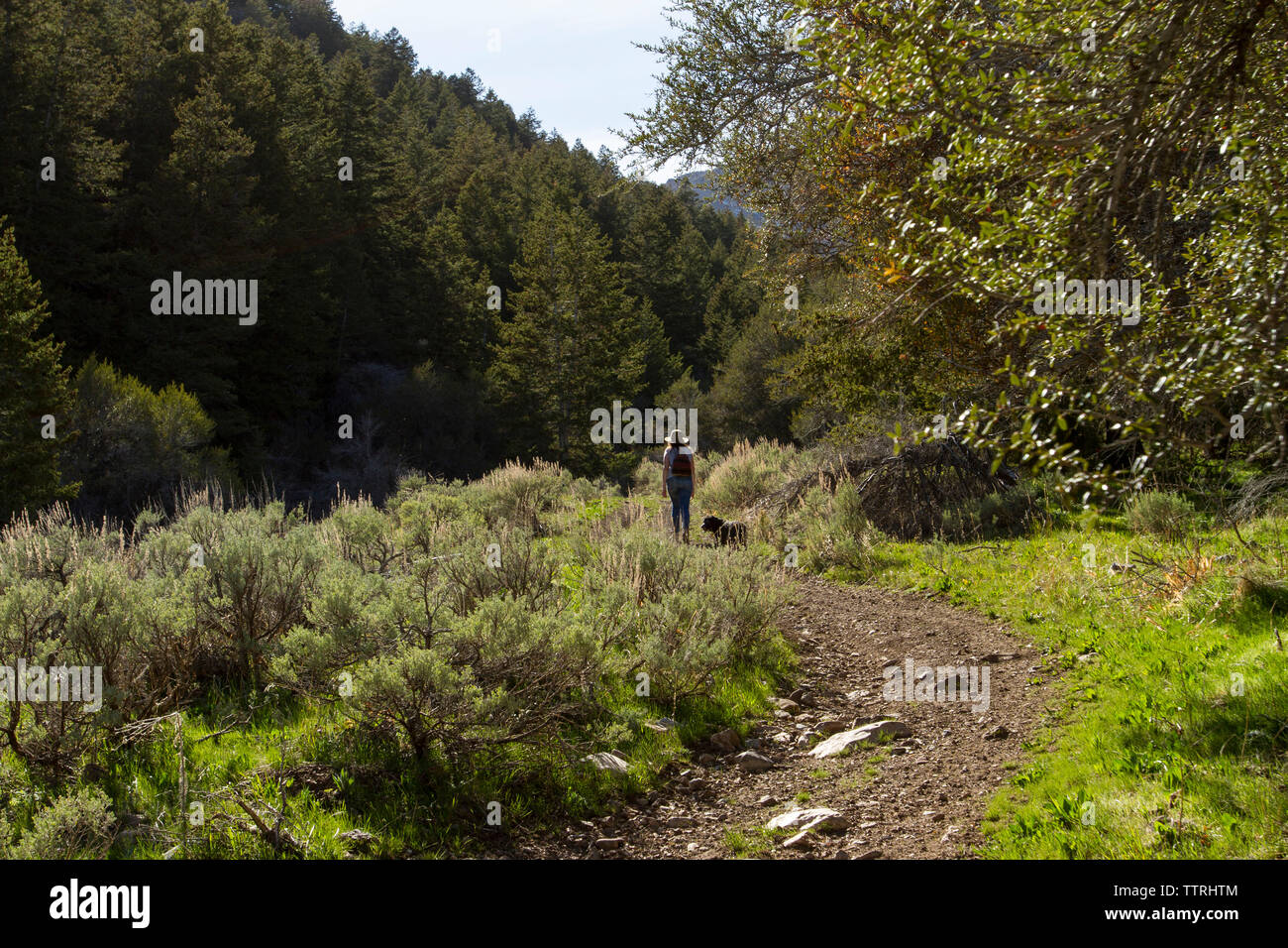 Vue arrière du femme avec chien marcher sur le sentier au milieu de plantes en forêt durant les jours ensoleillés Banque D'Images