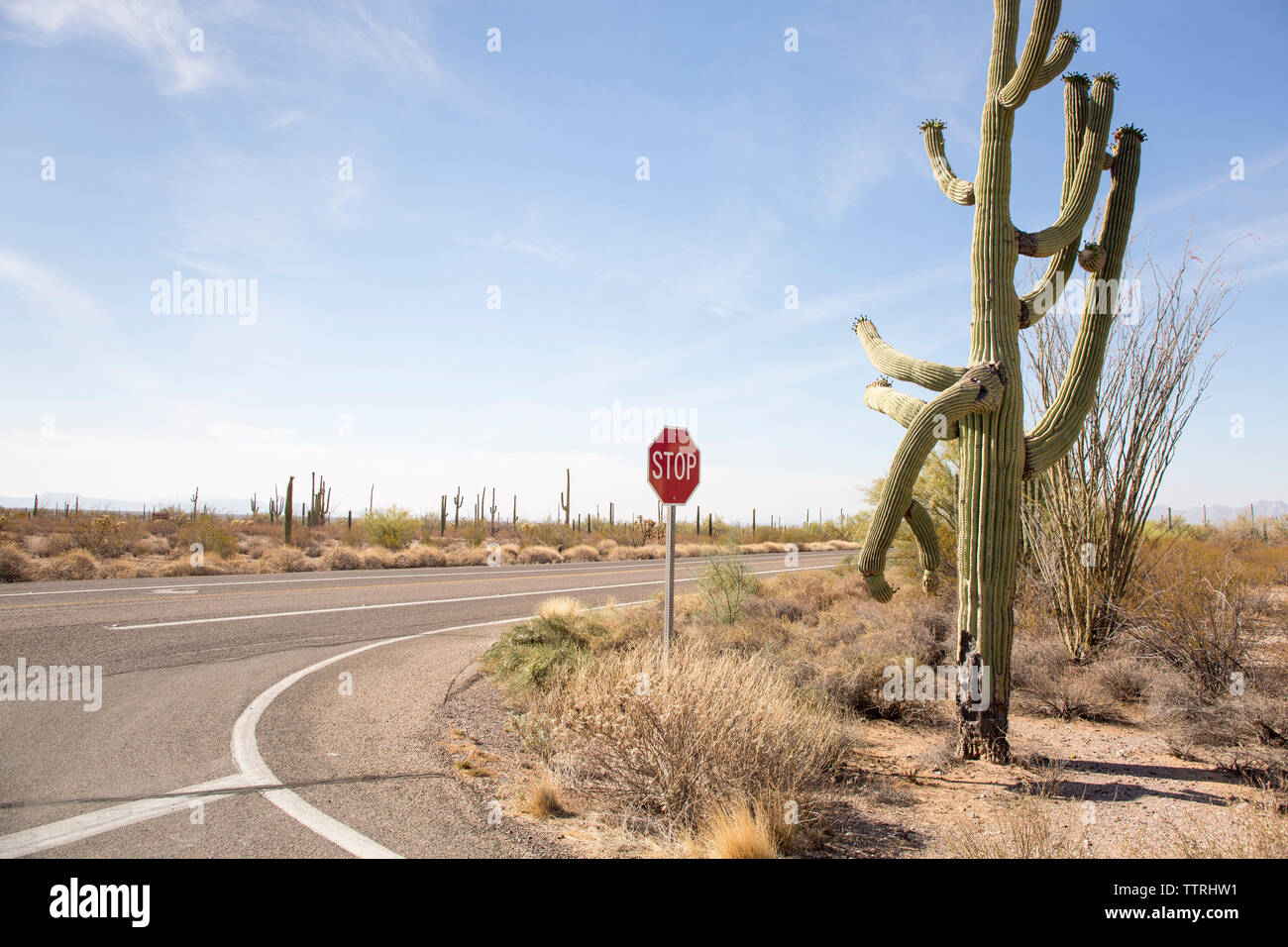 Panneau d'arrêt sur route contre ciel à tuyau d'Orgue Monument National Cactus au cours de journée ensoleillée Banque D'Images