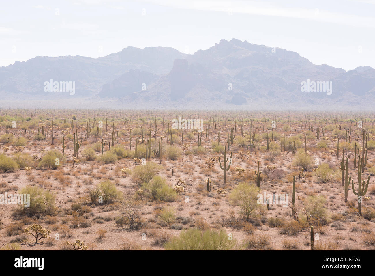 Vue panoramique sur le paysage de cactus contre montagne à tuyau d'Orgue Monument National Cactus Banque D'Images