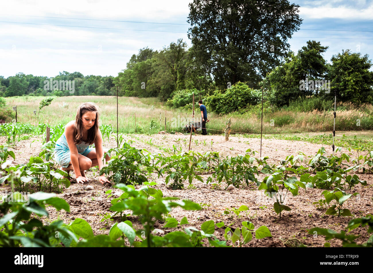 Bien que la plantation de fille frère travaillant en arrière-plan au potager Banque D'Images