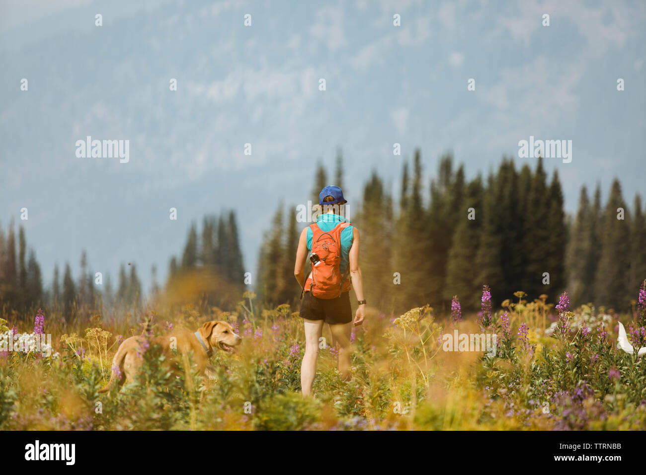 Vue arrière du sac à dos femme walking with dog on field Banque D'Images