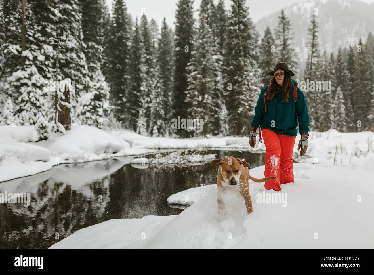 Femme avec chien marche sur terrain enneigé en forêt Banque D'Images