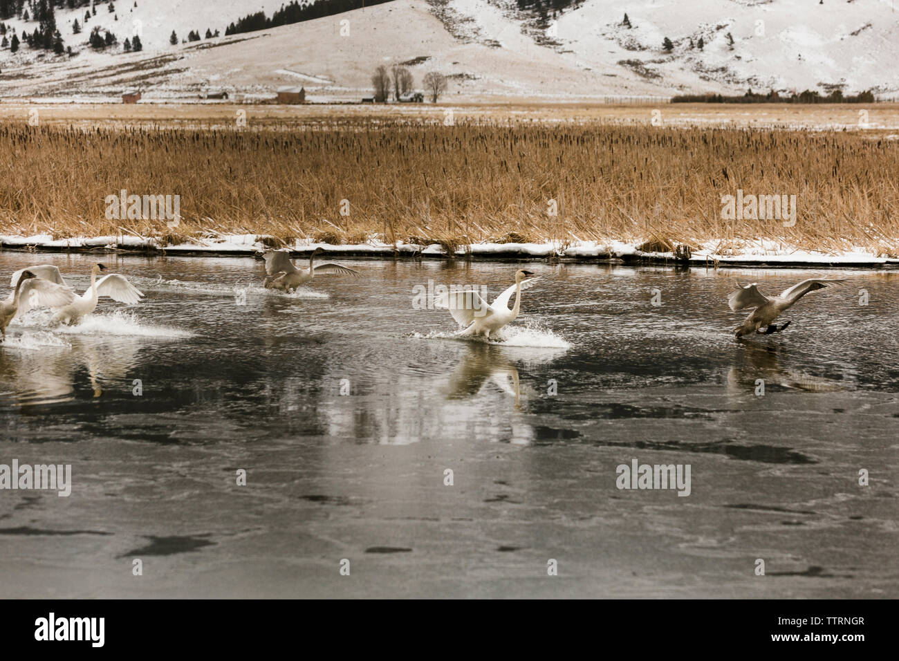 En hiver dans le lac des cygnes Banque D'Images En hiver dans le lac des cygnes Banque D'Images