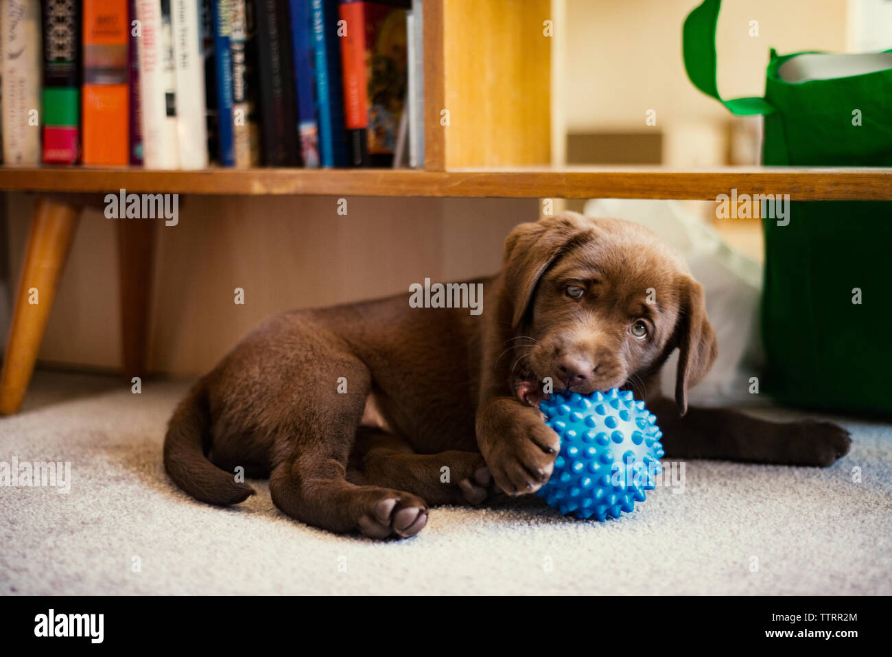Chiot labrador chocolat à jouer avec des jouets à la maison bleue Banque D'Images