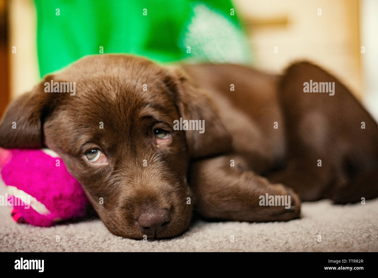 Chiot labrador chocolat lying on floor at home Banque D'Images
