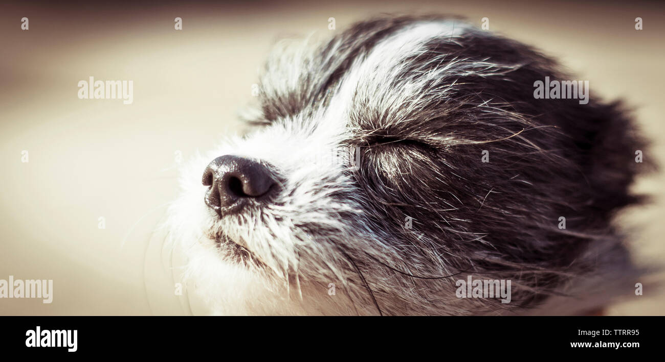 Close-up de chien avec les yeux fermés standing outdoors Banque D'Images