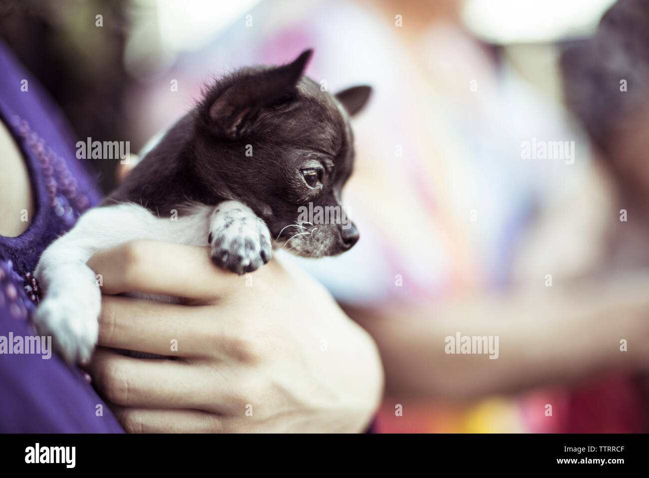 Portrait man holding puppy en position debout à l'extérieur Banque D'Images