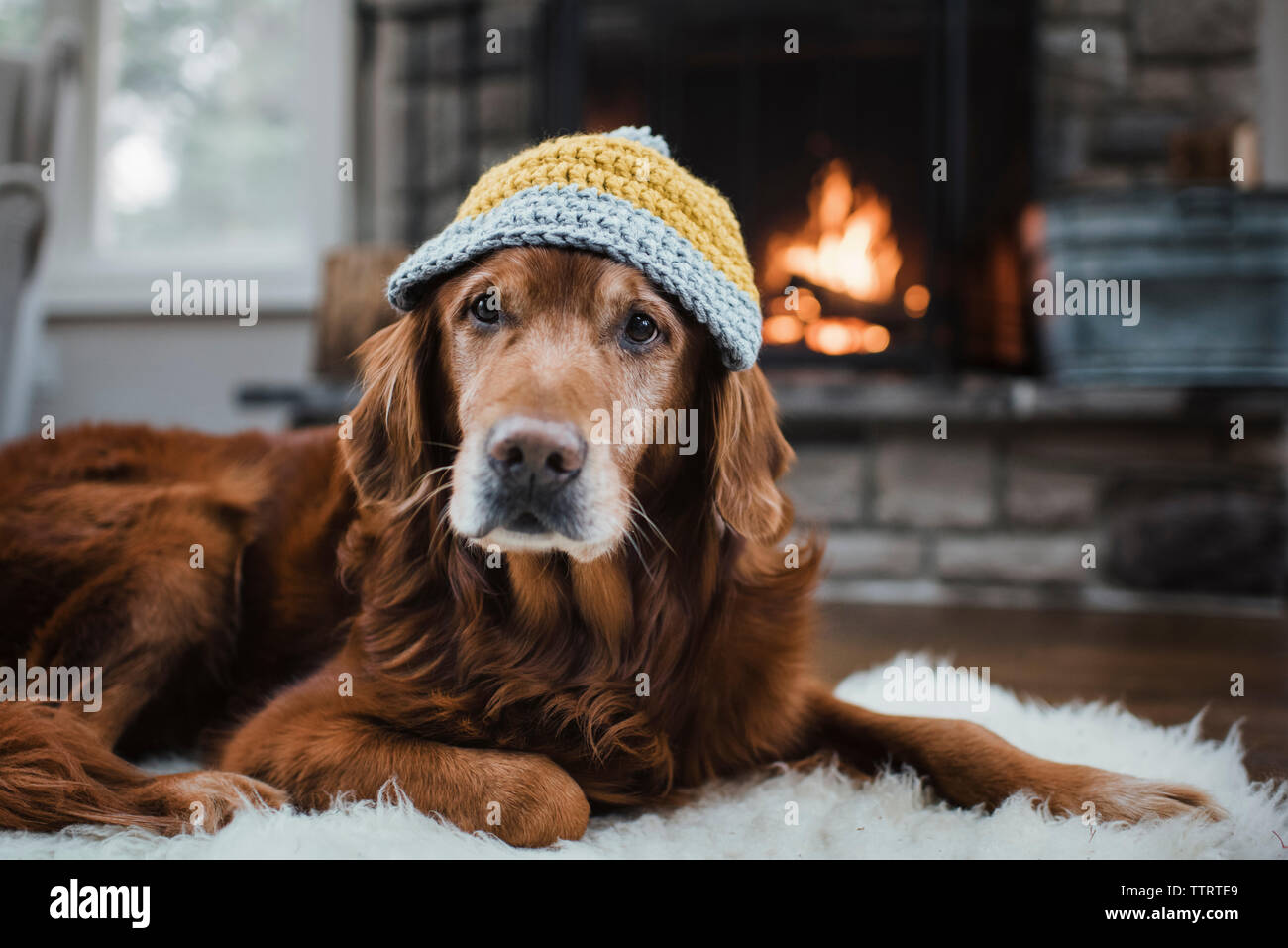 Close-up of golden retriever avec Knit hat lying on rug Banque D'Images
