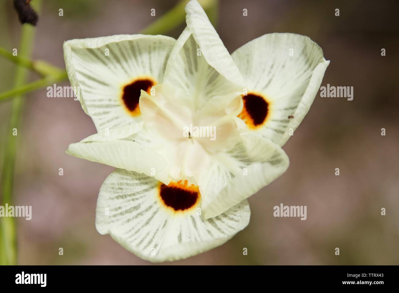 Dietes bicolor communément appelé iris papillon ou quinzaine de Lily Banque D'Images