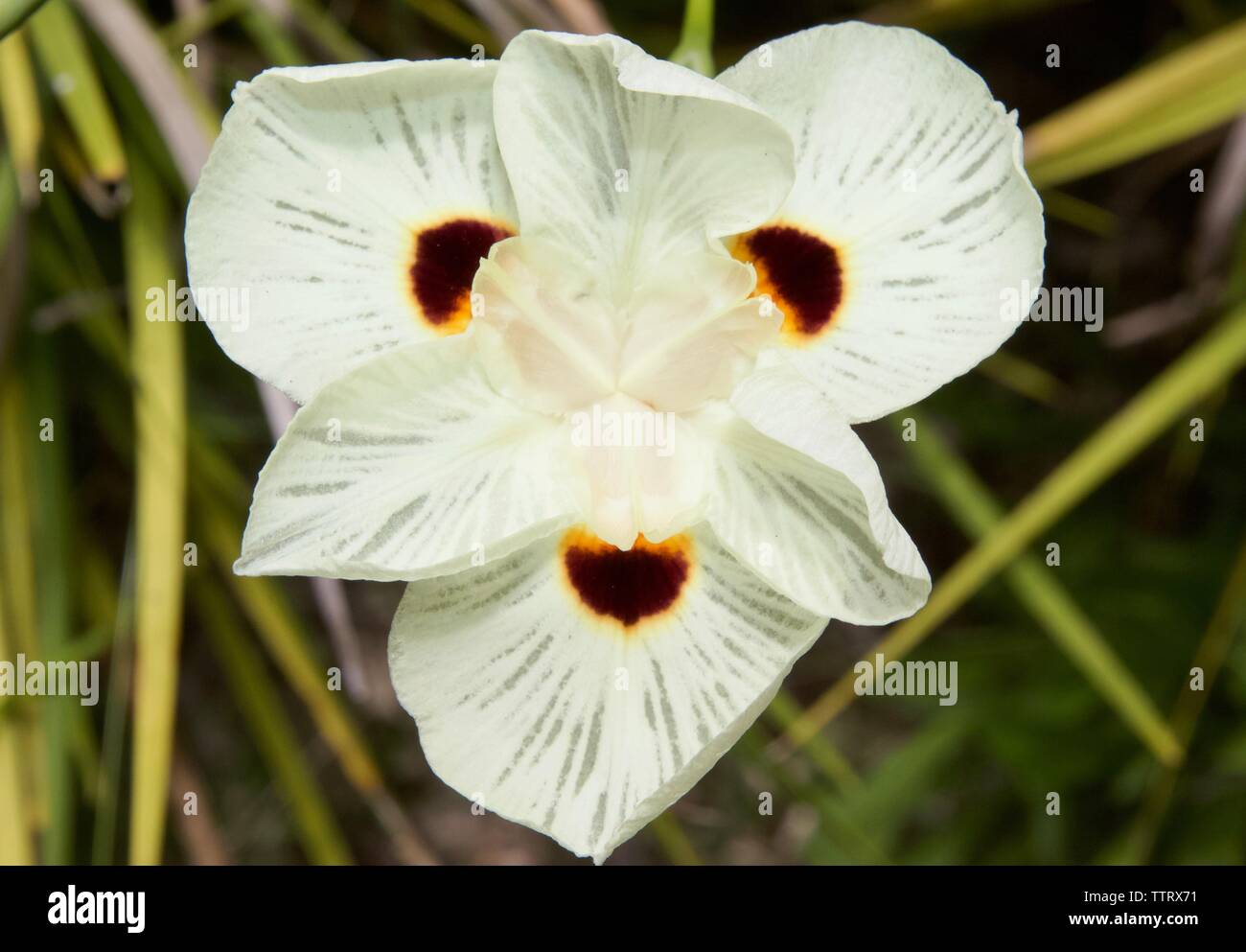 Dietes bicolor communément appelé iris papillon ou quinzaine de Lily Banque D'Images