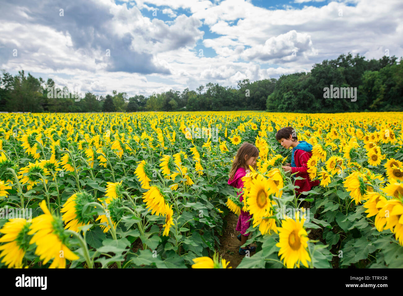 Frères et sœurs par permanent tournesols à ferme contre ciel nuageux Banque D'Images