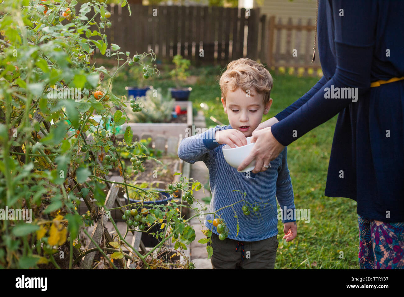 Portrait de mère holding bowl alors que la cueillette des tomates dans son jardin Banque D'Images