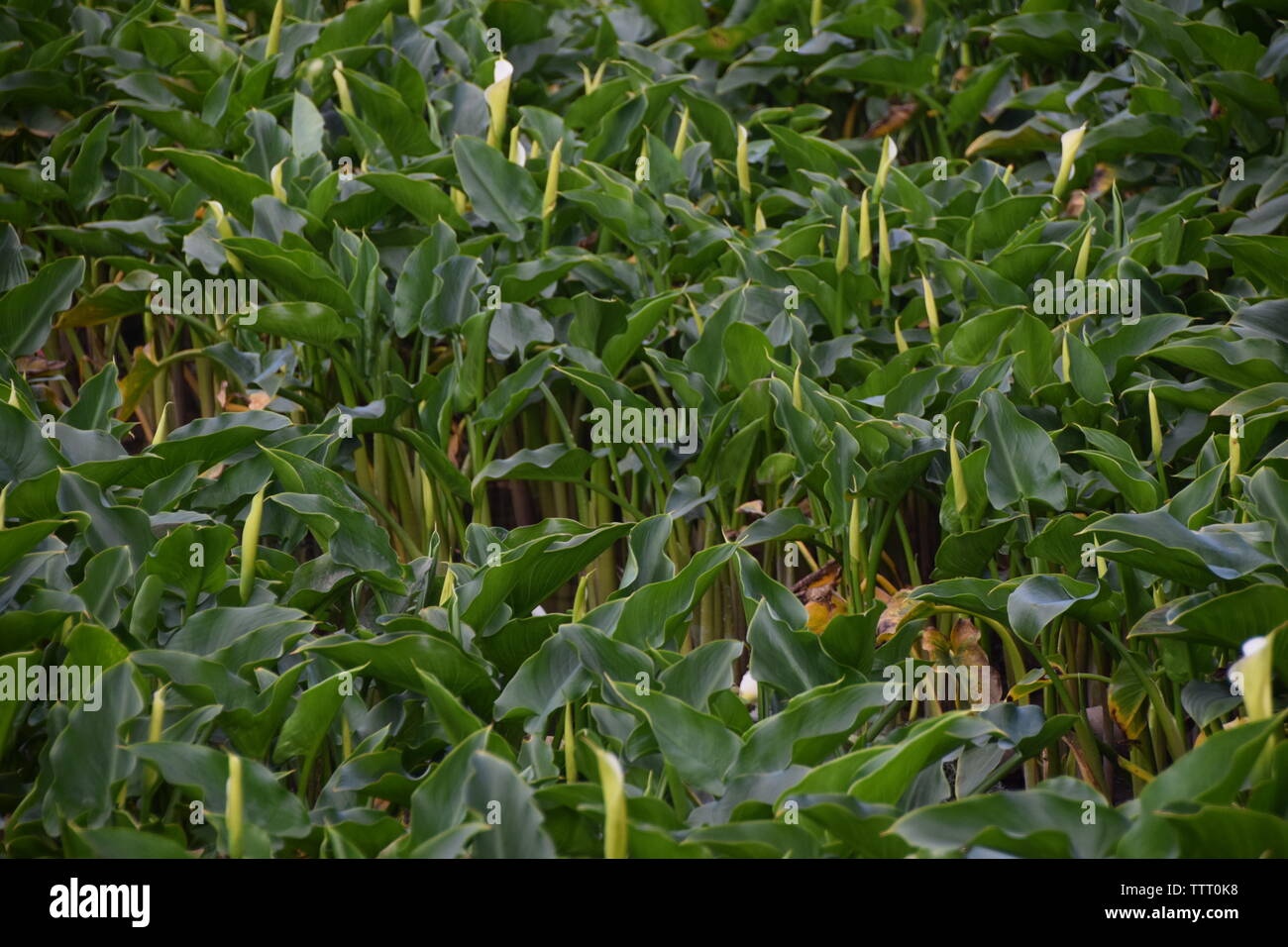 Calla Lilies grandit sur Yangmingshan à Taipei, Taïwan Banque D'Images