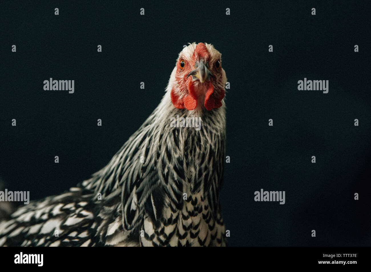 Close-up portrait of hen Banque D'Images