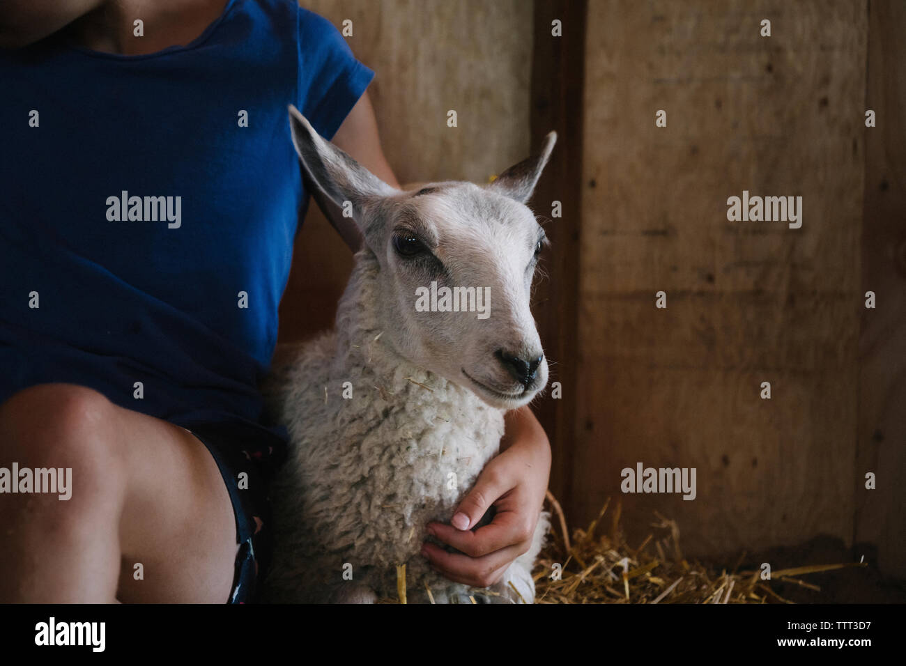 Portrait girl holding mouton tout en restant assis dans barn Banque D'Images