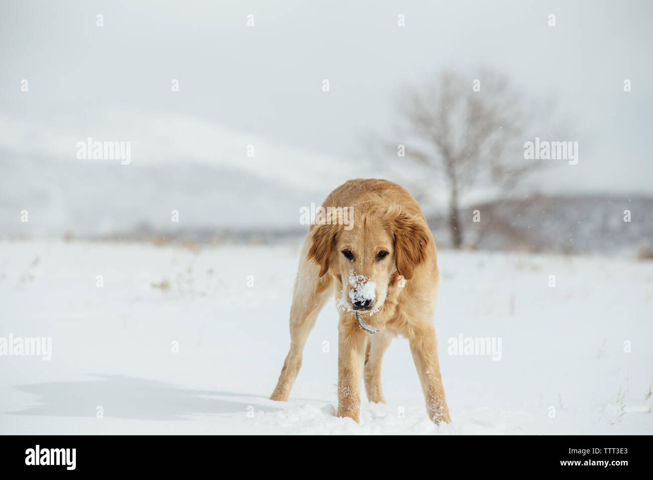 Chiot golden retriever avec de la neige sur son nez dans la zone Banque D'Images
