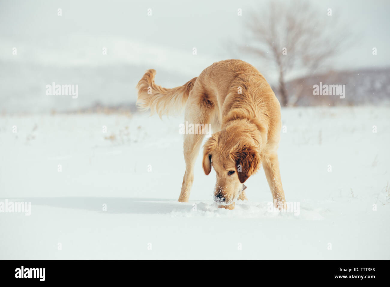 Chiot golden retriever jouant dans un champ neigeux Banque D'Images