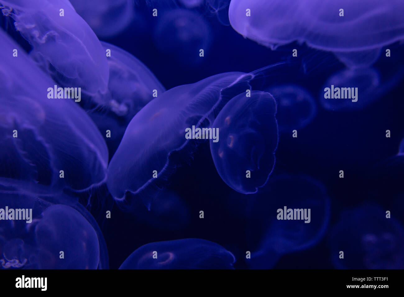 Violet et bleu moon jelly fish ensemble flottant Banque D'Images