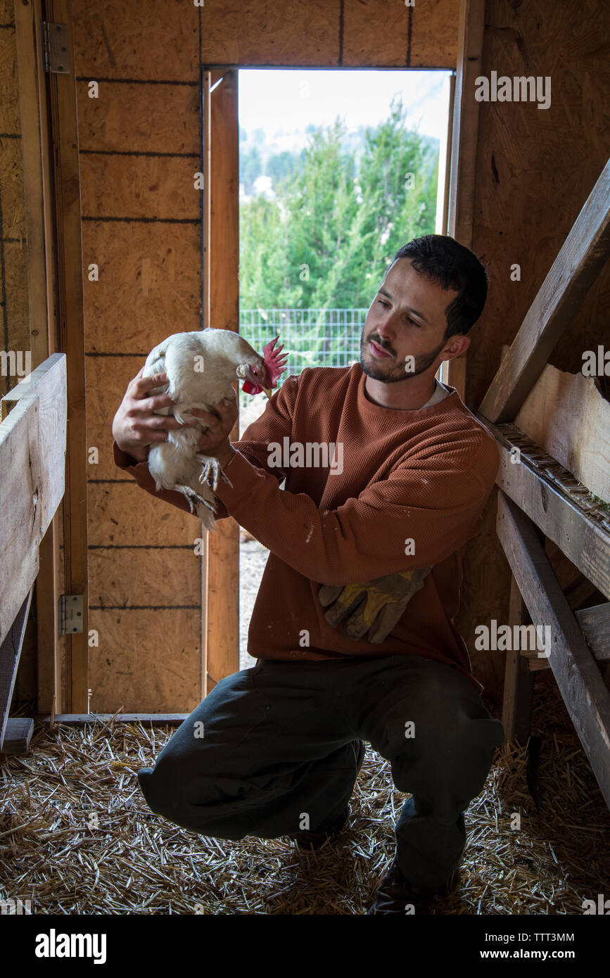Man holding hen alors que crouching in animal pen Banque D'Images