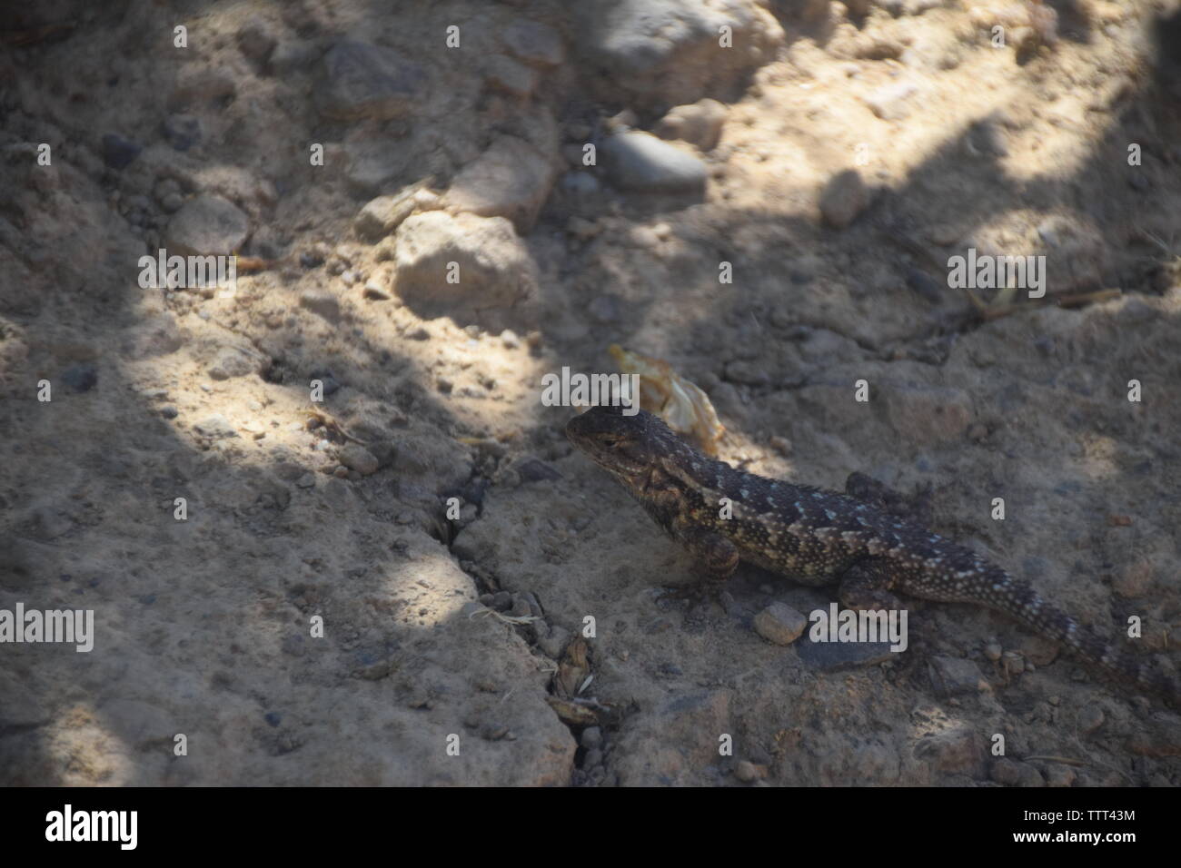 Un lézard en Californie Banque D'Images