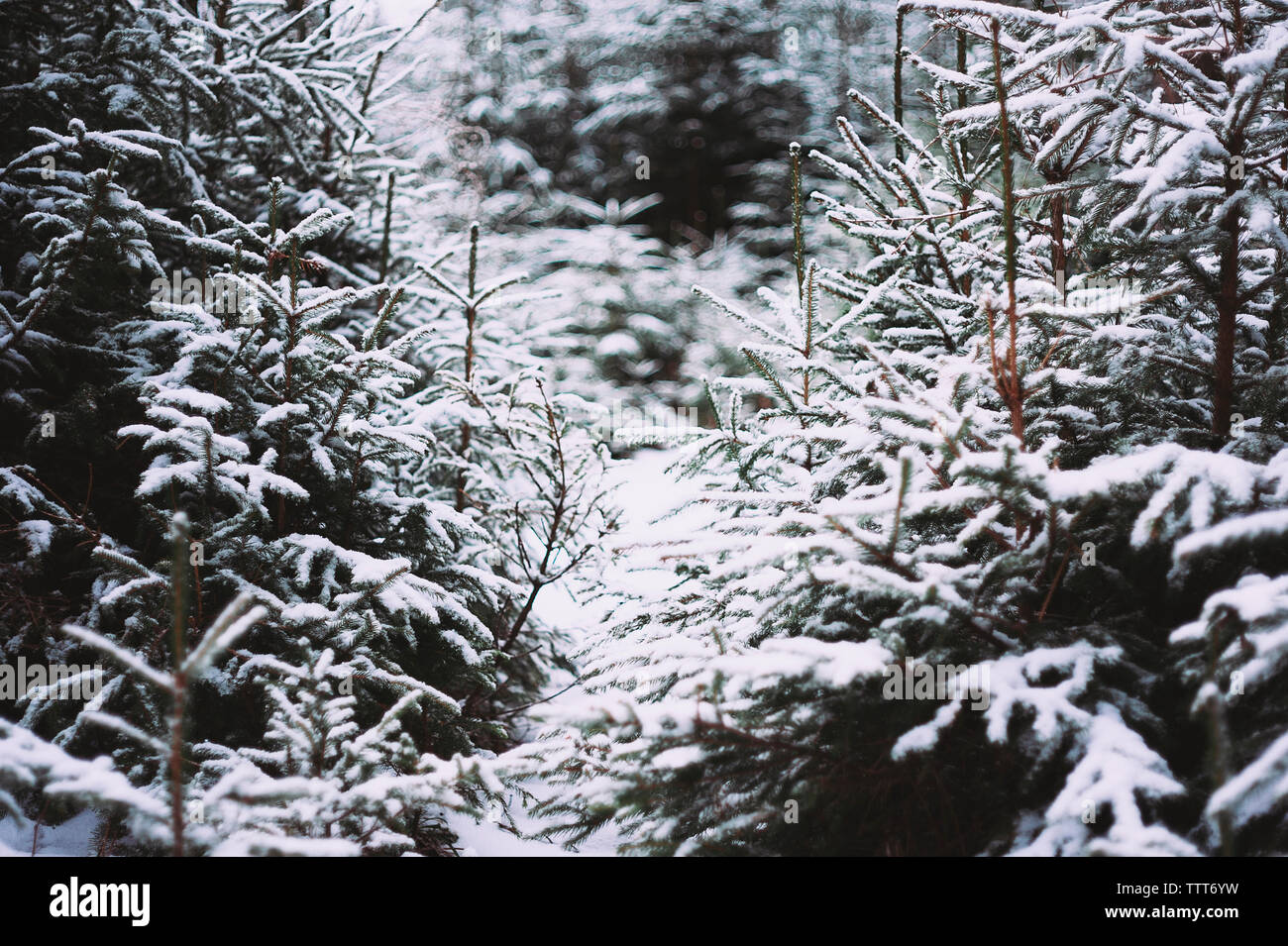 La neige a couvert des arbres forestiers à l'épinette Banque D'Images