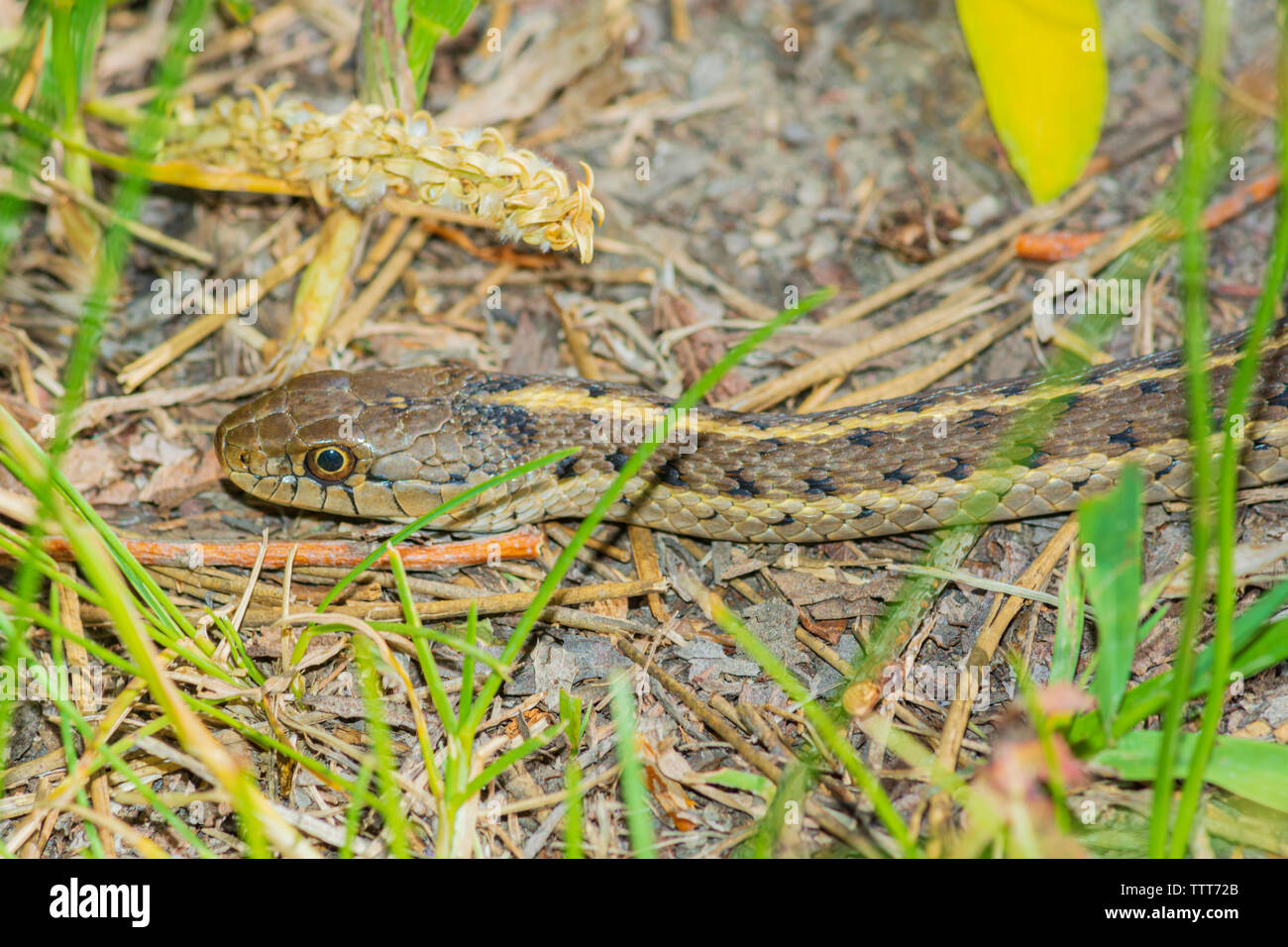 Terrestre de l'Ouest (Thamnophis elegans) réchauffement dans le soleil du matin, Castle Rock Colorado nous. Photo prise en juin. Banque D'Images